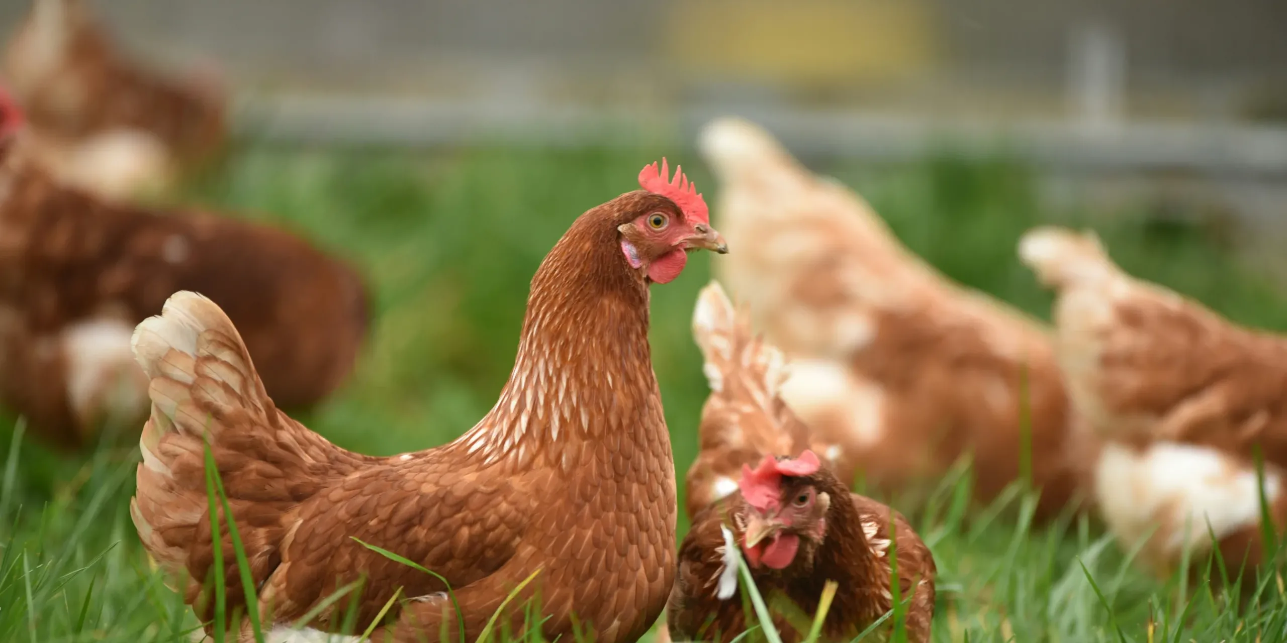 Poultry producing NH3 blog image