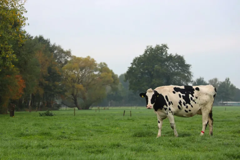 Effects of Methane blog image